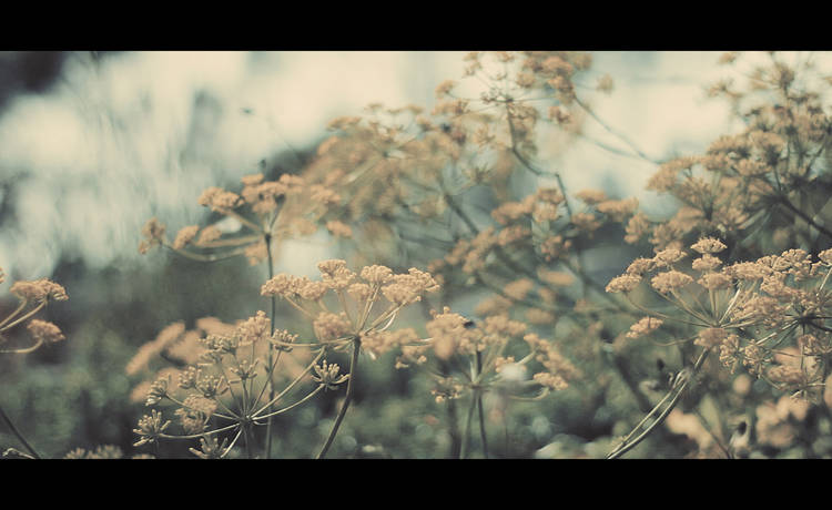 Image for Poetry on Film