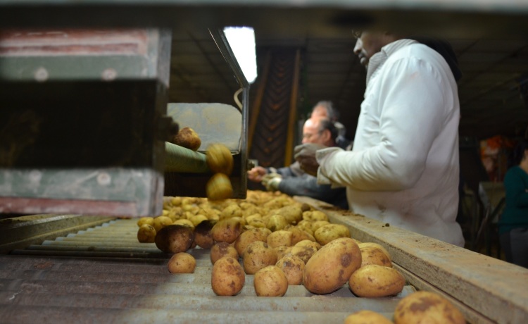 Full-Grown Potatoes Leave for Leeuwarden